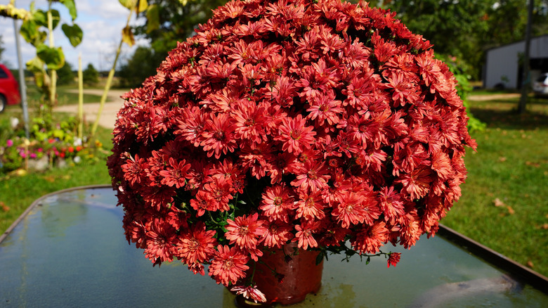 Dark red chrysanthemum flowers in bloom