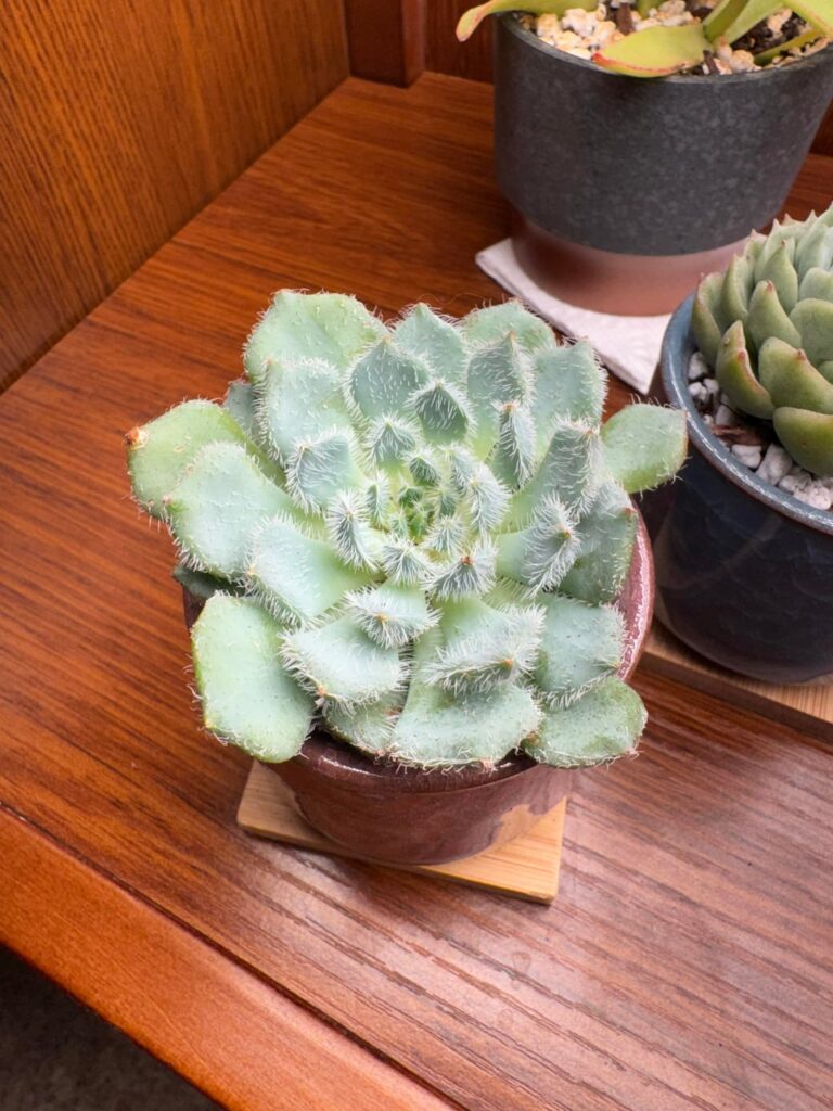 E. setosa - pups or flowers?