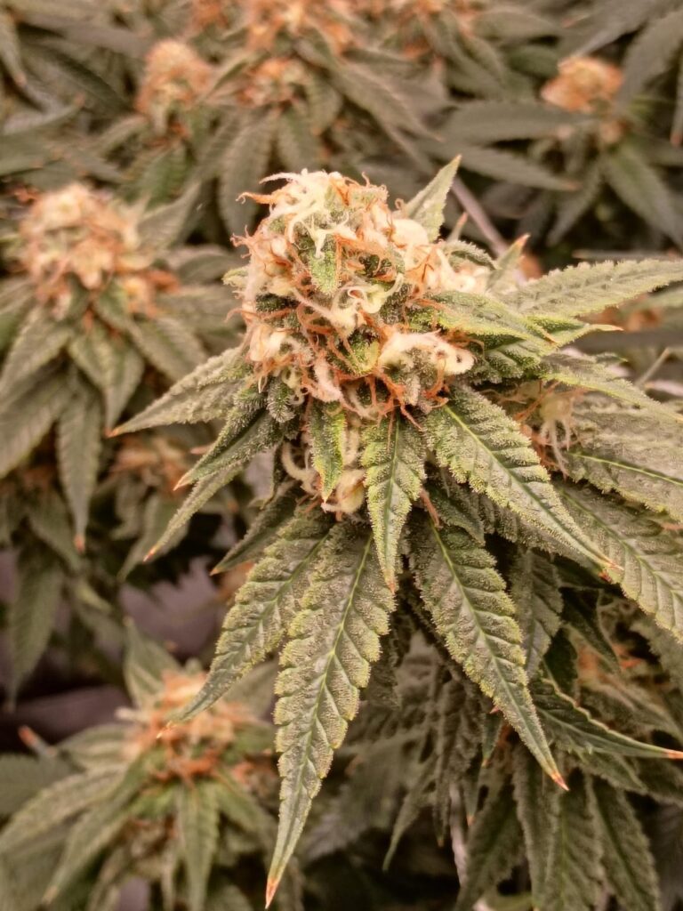 Just showing off she's grown in Coco
