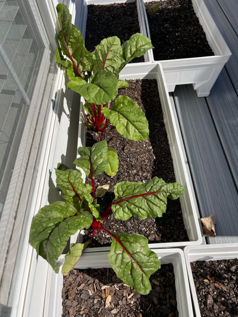 What I grew, harvested, and made What I grew, harvested, and made