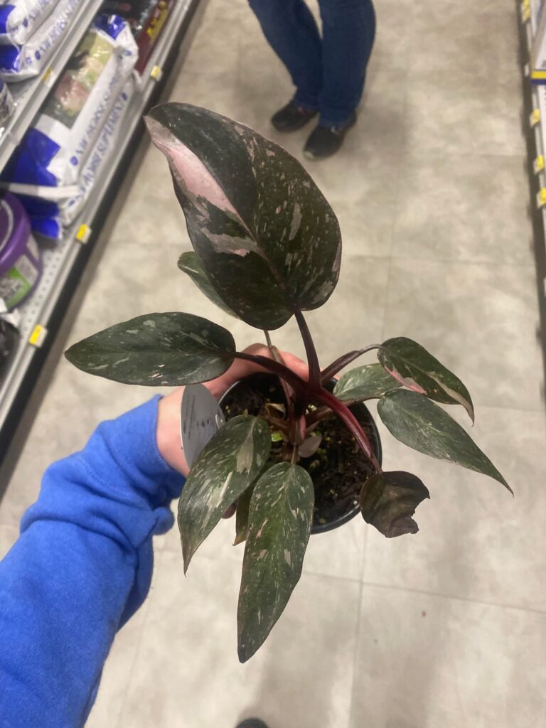 Did I score? Did I score?