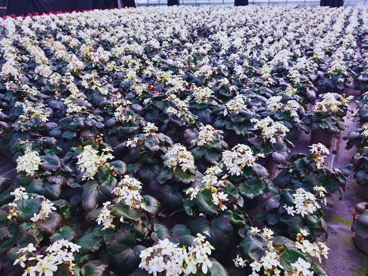 Saxifraga ‘Twynkla’ Michael Perry AKA Mr Plant Geek: Saxifraga ‘Twynkla’ Is Autumn’s Unexpected Star