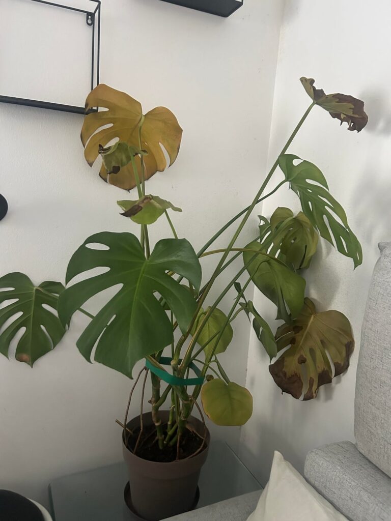 My monstera is not feeling well 🤯 My monstera is not feeling well 🤯