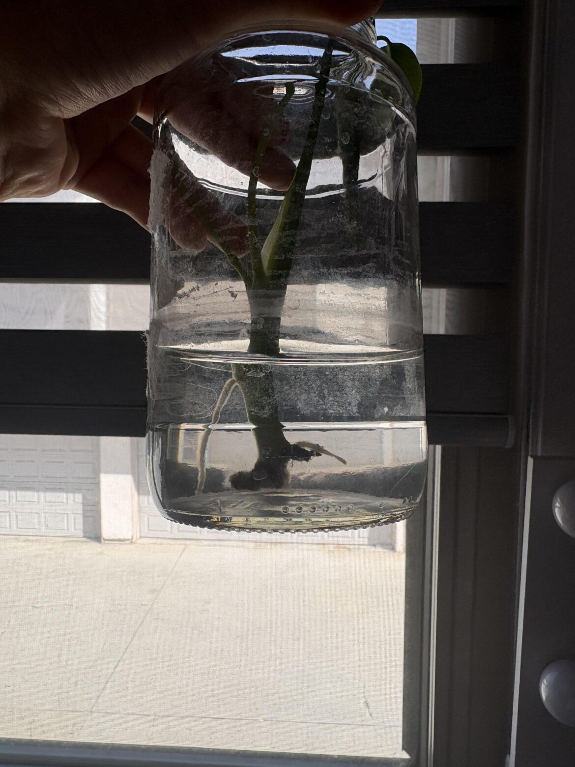 prop help with my monstera