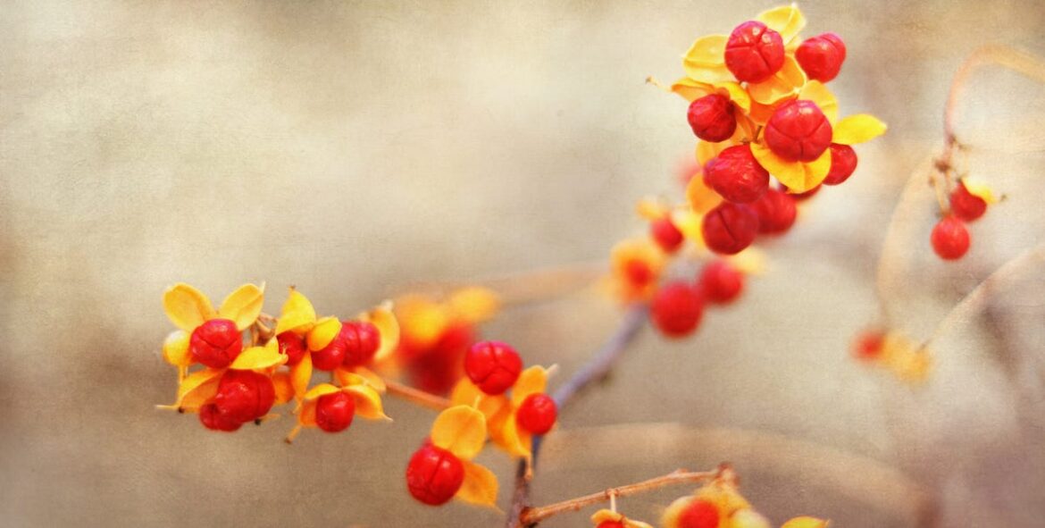 6 Invasive Plants to Tackle This Fall 6 Invasive Plants to Tackle This Fall