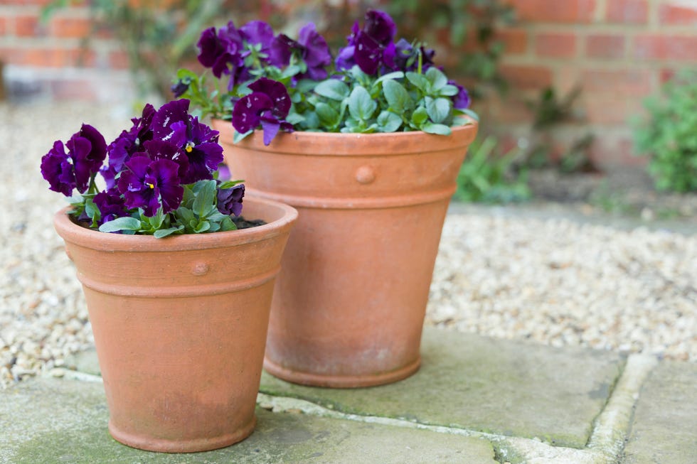 pansy flowers, purple pansies, winter to spring flowering pansy ruffles plants in garden pots on a patio, uk
