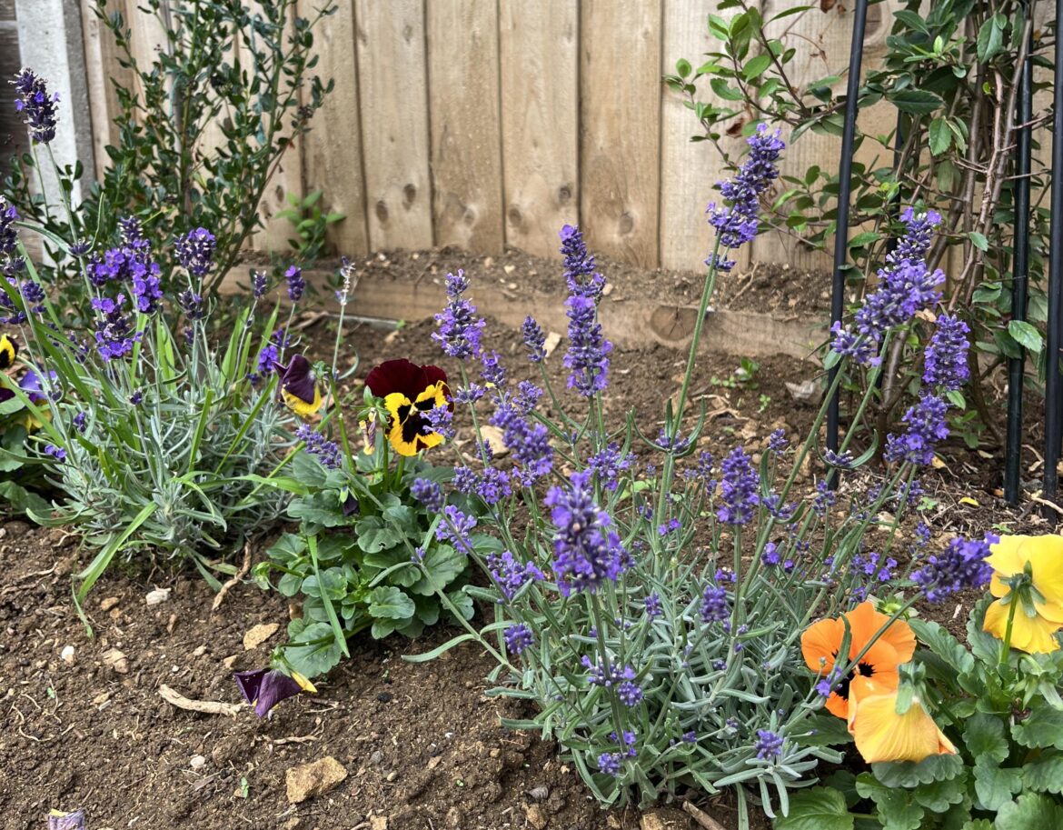 Would you prune this lavender?