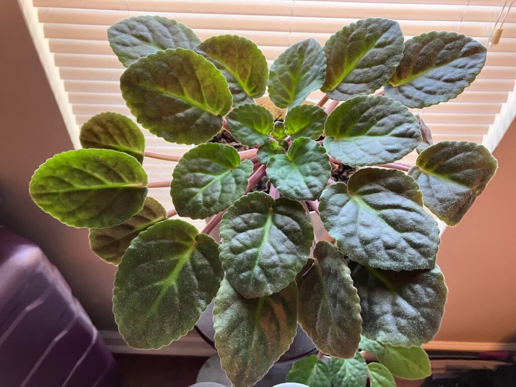 What do I do about this absolute TRUNK on my violet?