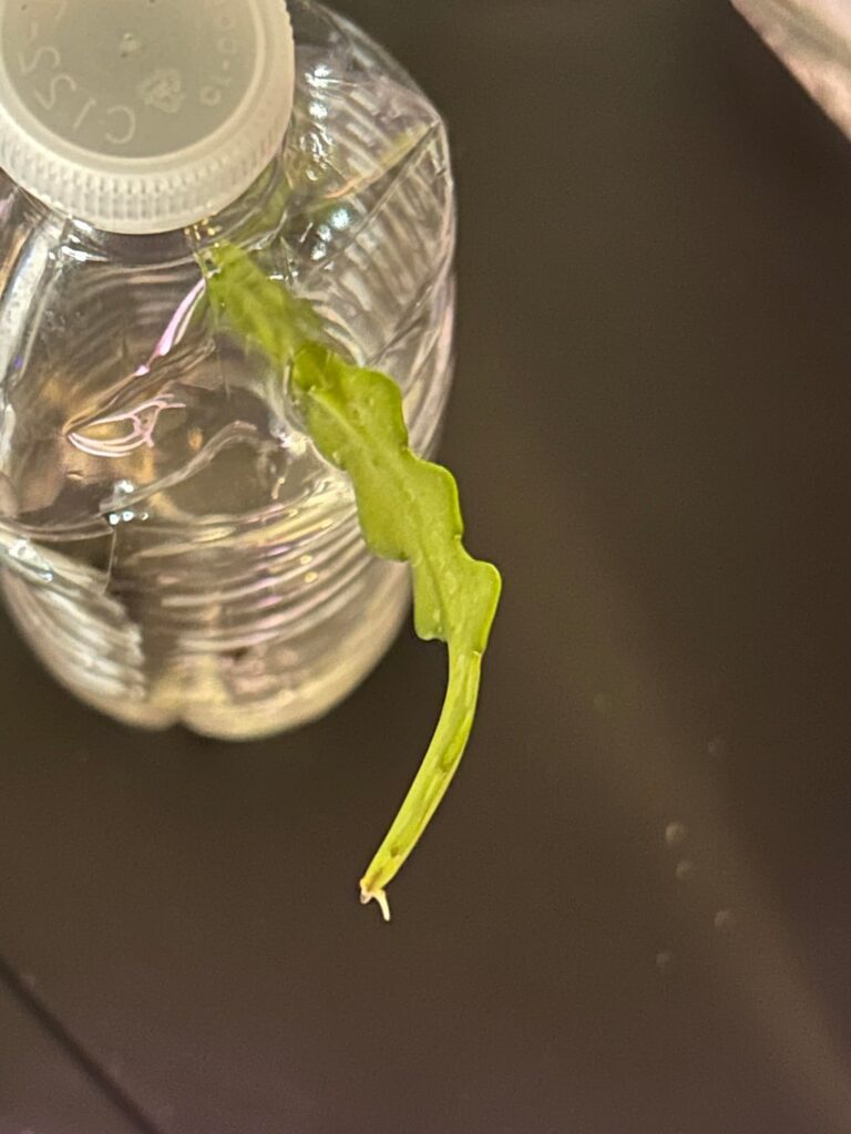 Please help me with this double end rooting succulent