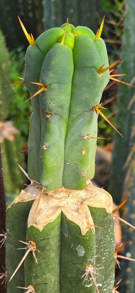Fall grafts Fall grafts
