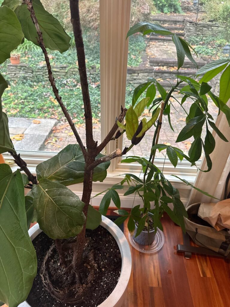 Growing in Fall??