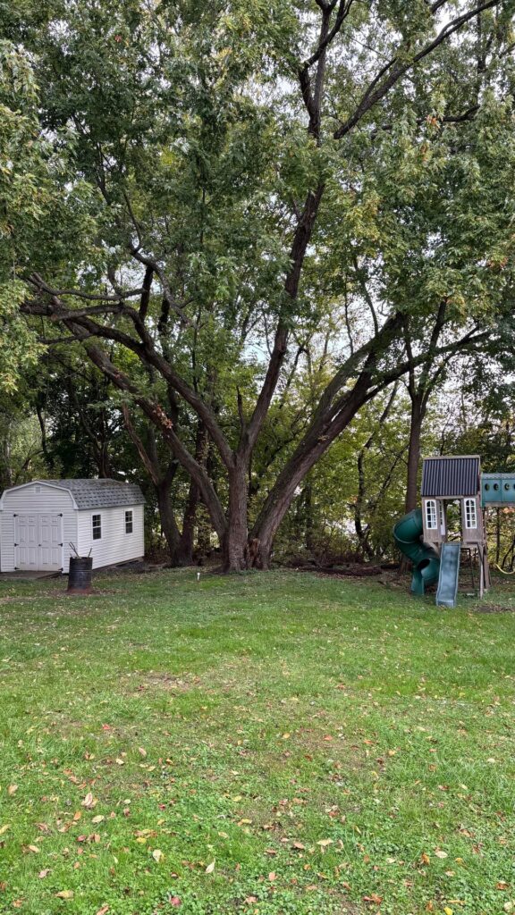 Is this tree doomed ?