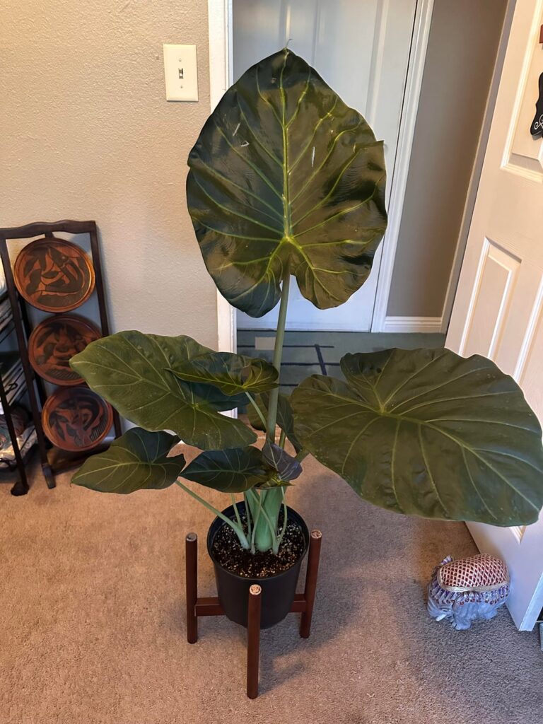 Elephant Ear Alocasia Regal Shield