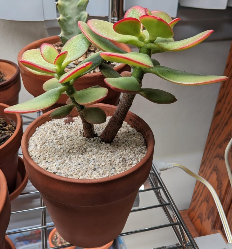 Repotting Selfies Repotting Selfies