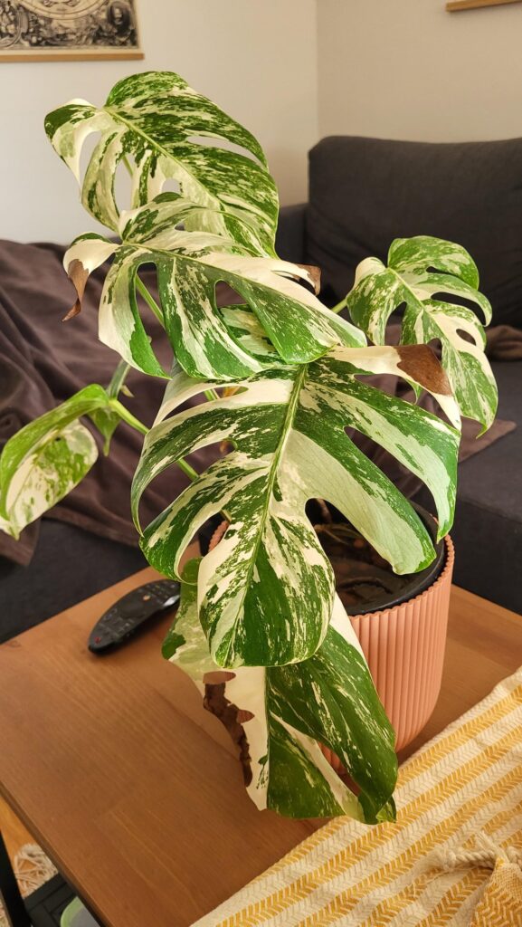 A friend gave me this plant. Is it over or underwatered? A friend gave me this plant. Is it over or underwatered?