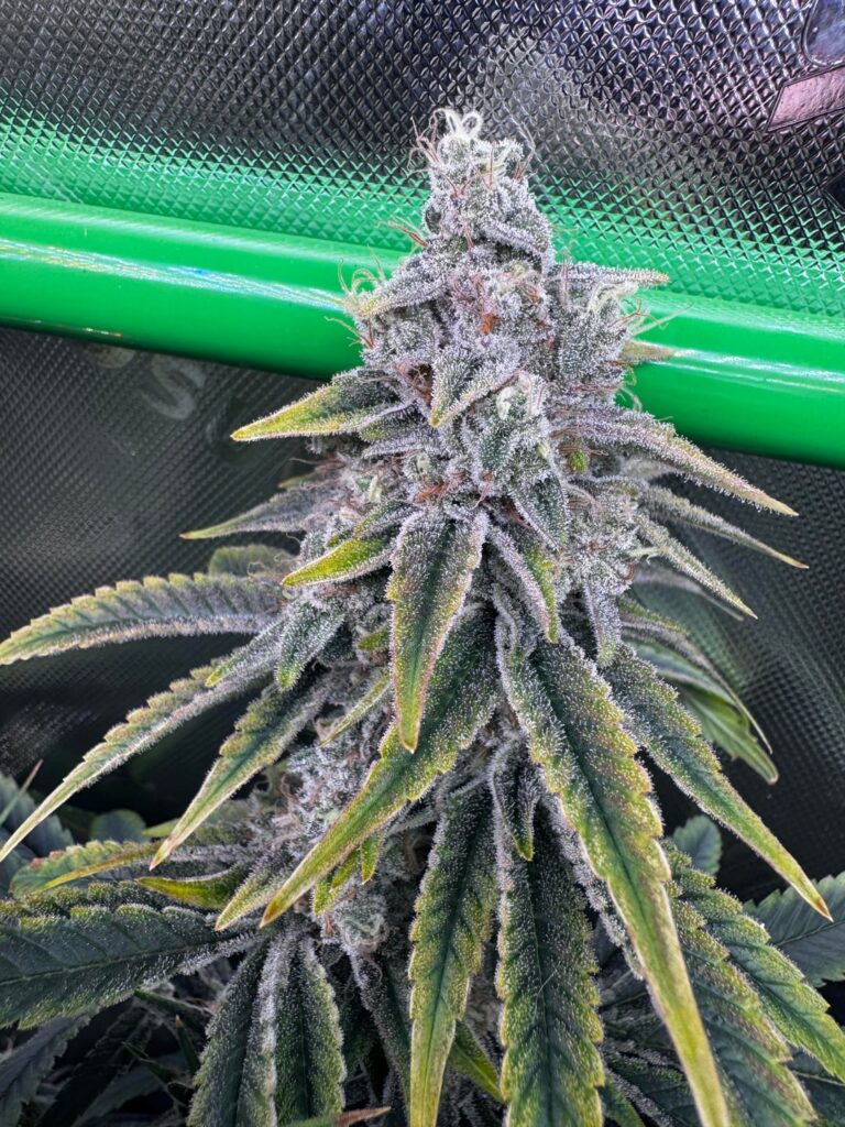 Late flower whole plant foxtailing, cut early or wait it out? Late flower whole plant foxtailing, cut early or wait it out?