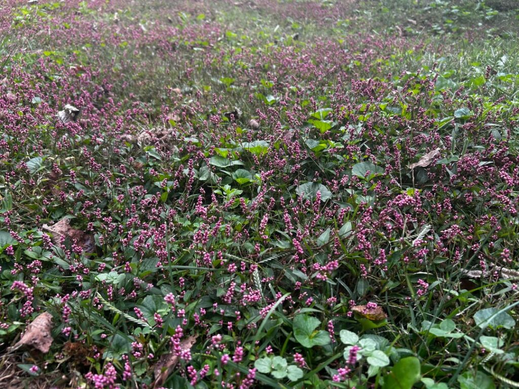 The sad state of our lawn