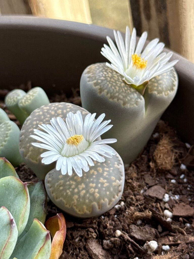 I’m not sure how, but my rocks are enjoying the current setup