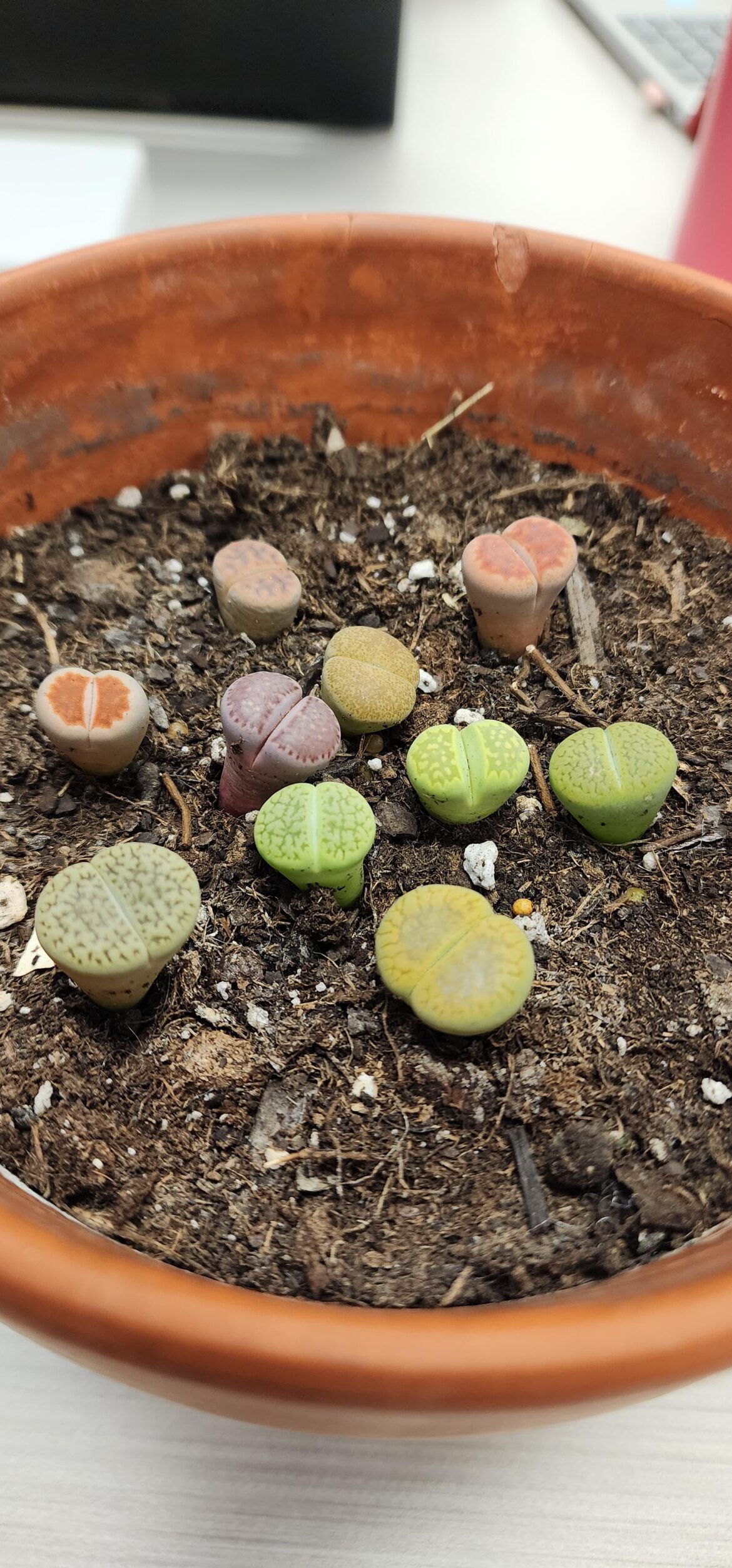 My lithops
