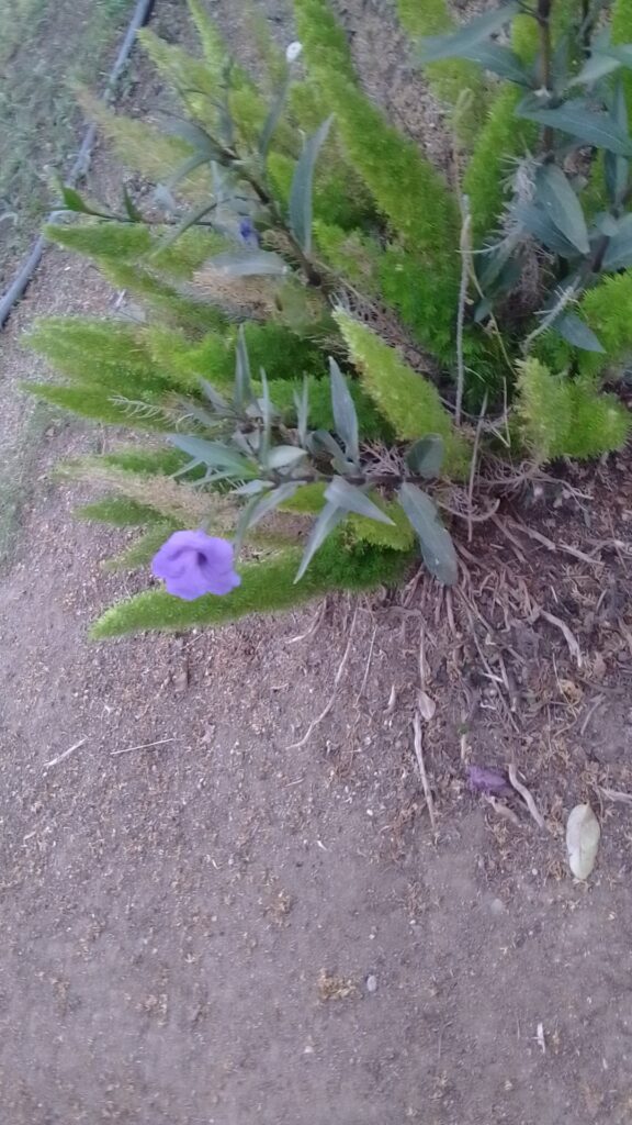 I have this very very invasive flower help getting rid of it
