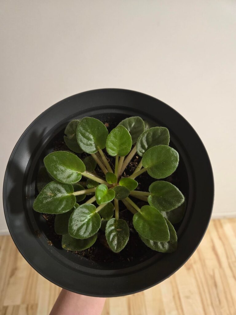 How long will this take to bloom?