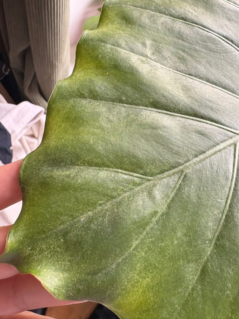 Double-checking my diagnosis Double-checking my diagnosis