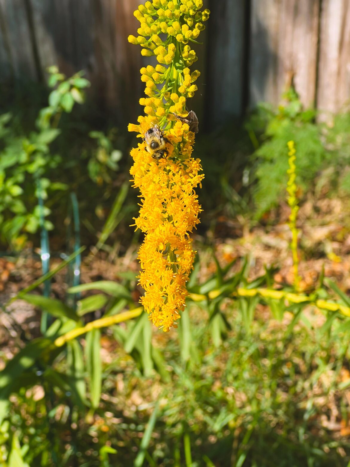 Been excited for my goldenrod to bloom since I planted it. The cooler weather has her finally showing out 🌞 Been excited for my goldenrod to bloom since I planted it. The cooler weather has her finally showing out 🌞