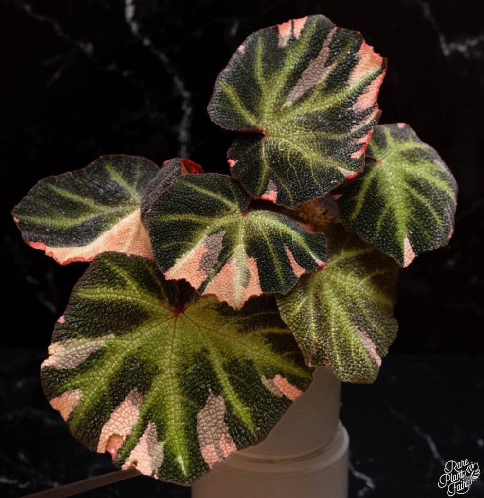 New Begonia