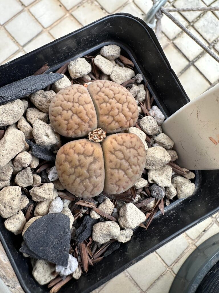 I love this color of the sun