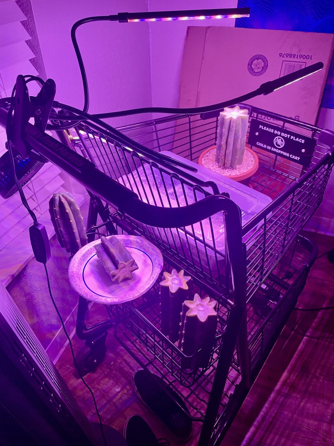 my specially designed peruvian torch cutting station, built out of mesh with multiple levels specifically for plant aeration and maximization of space- the plan is to one day have all the levels full of shamanic herbs n cacti c: