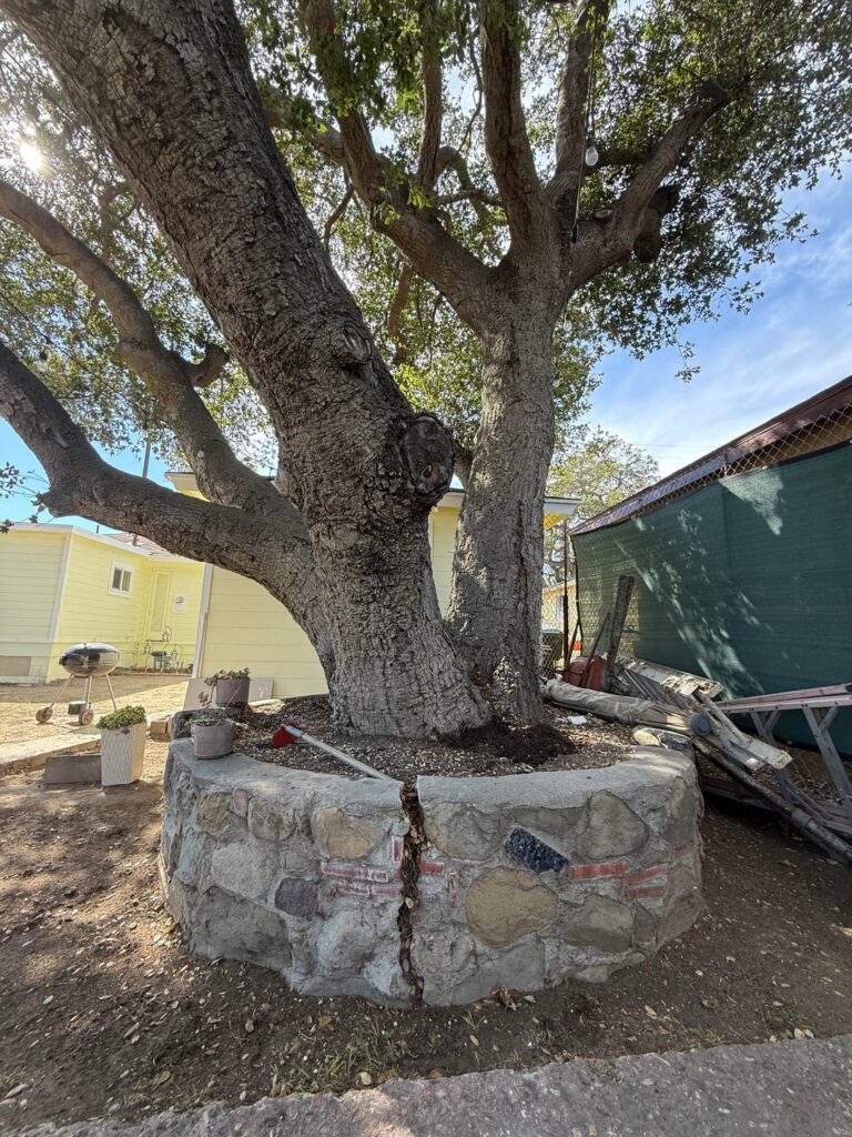 Is this tree buried alive?