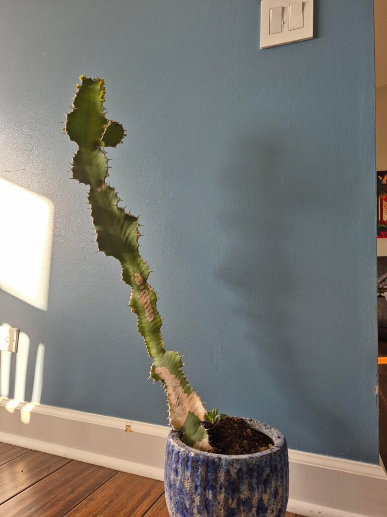 Help Needed With Fixing This Plant’s Issues Help Needed With Fixing This Plant's Issues