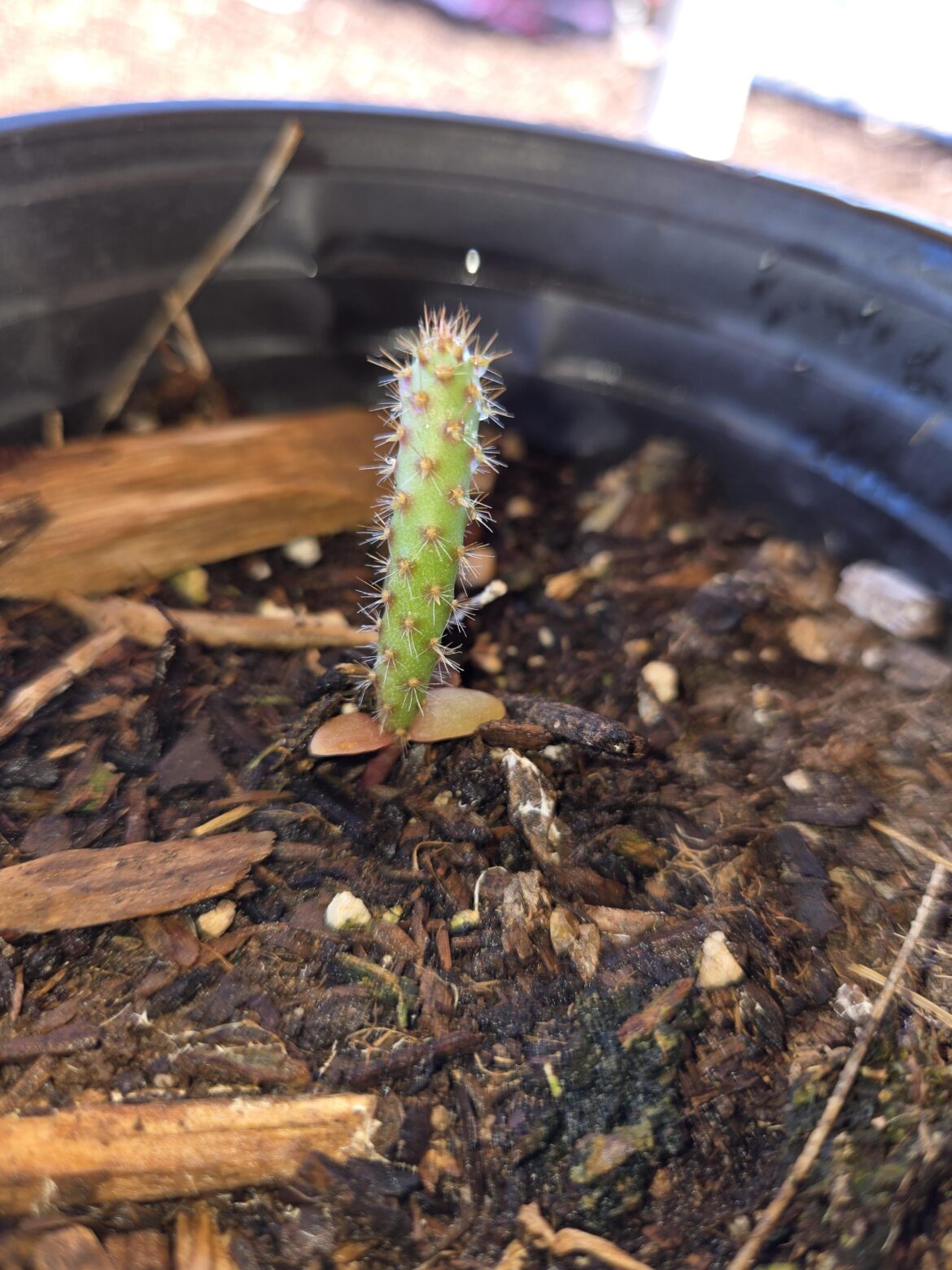 Strange cactus fragment that seems to be doing well
