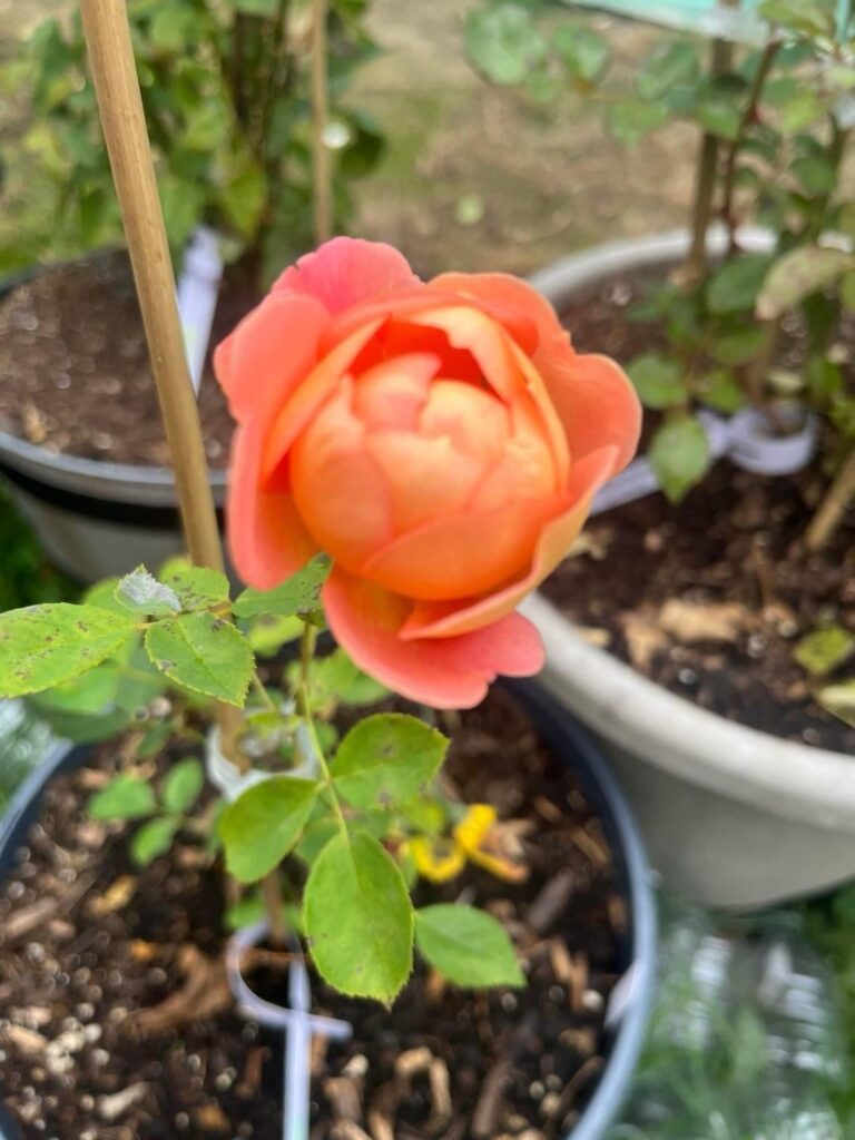 Lady Of Shalott “ English Shrub” David Austin Lady Of Shalott “ English Shrub” David Austin