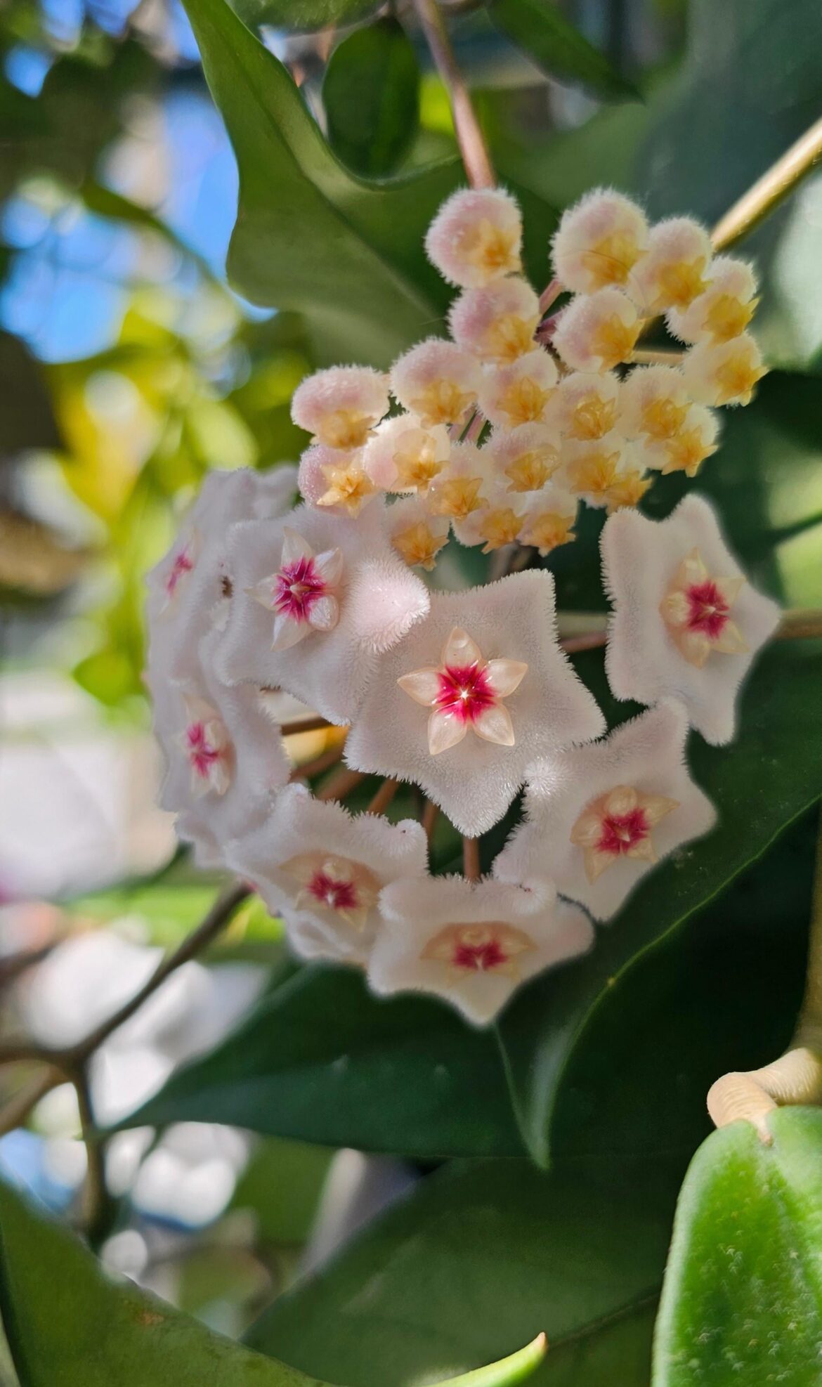 Krohniana Black vs Dayasantha flowers