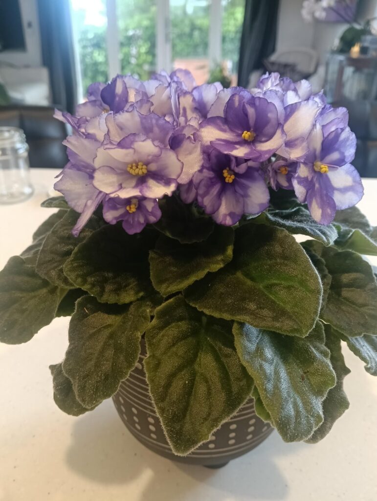 Just showing off this stunner.