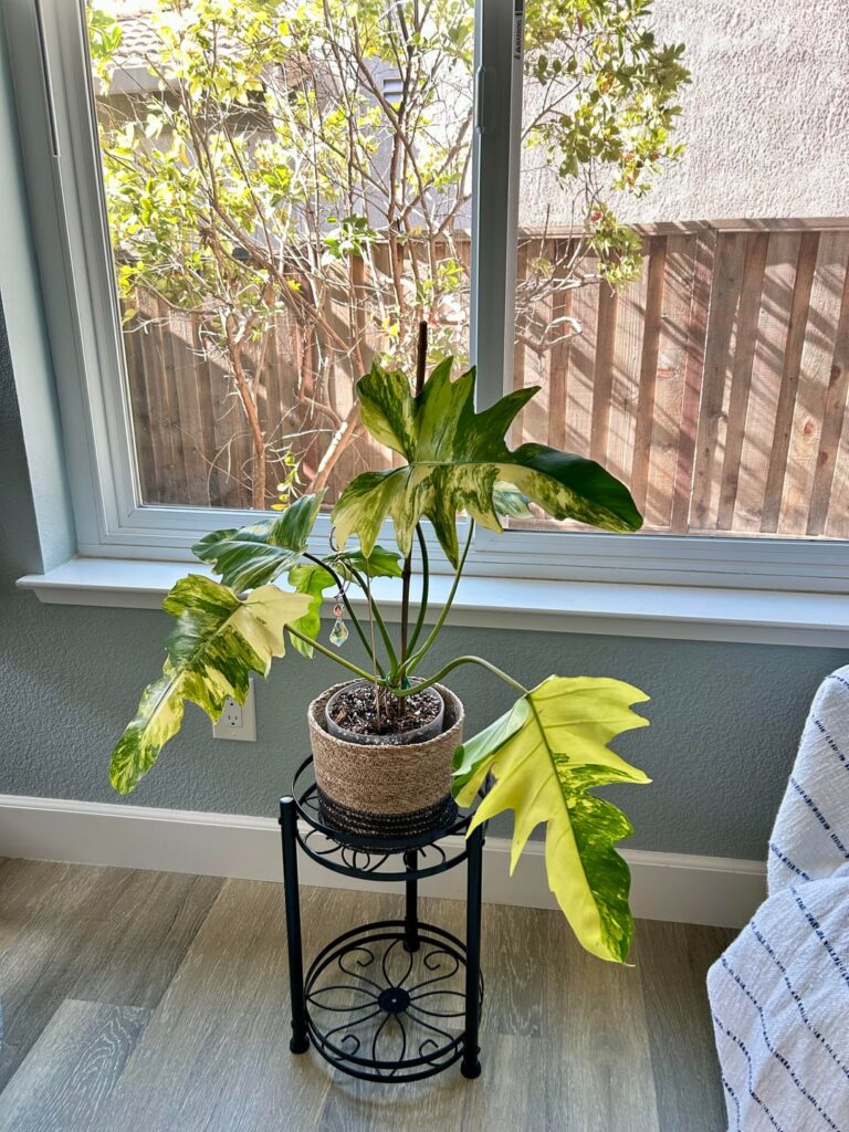 Florida beauty x mayoi