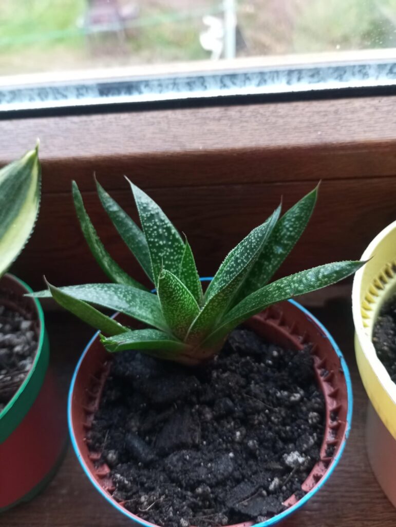 ID? And can someone tell me if its all right if I accidentally broke a few lower leaves