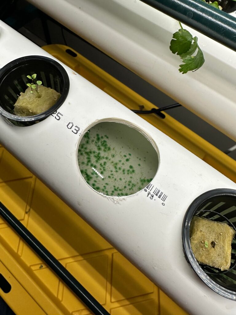 Is this mold/algae/rockwool? Is this mold/algae/rockwool?