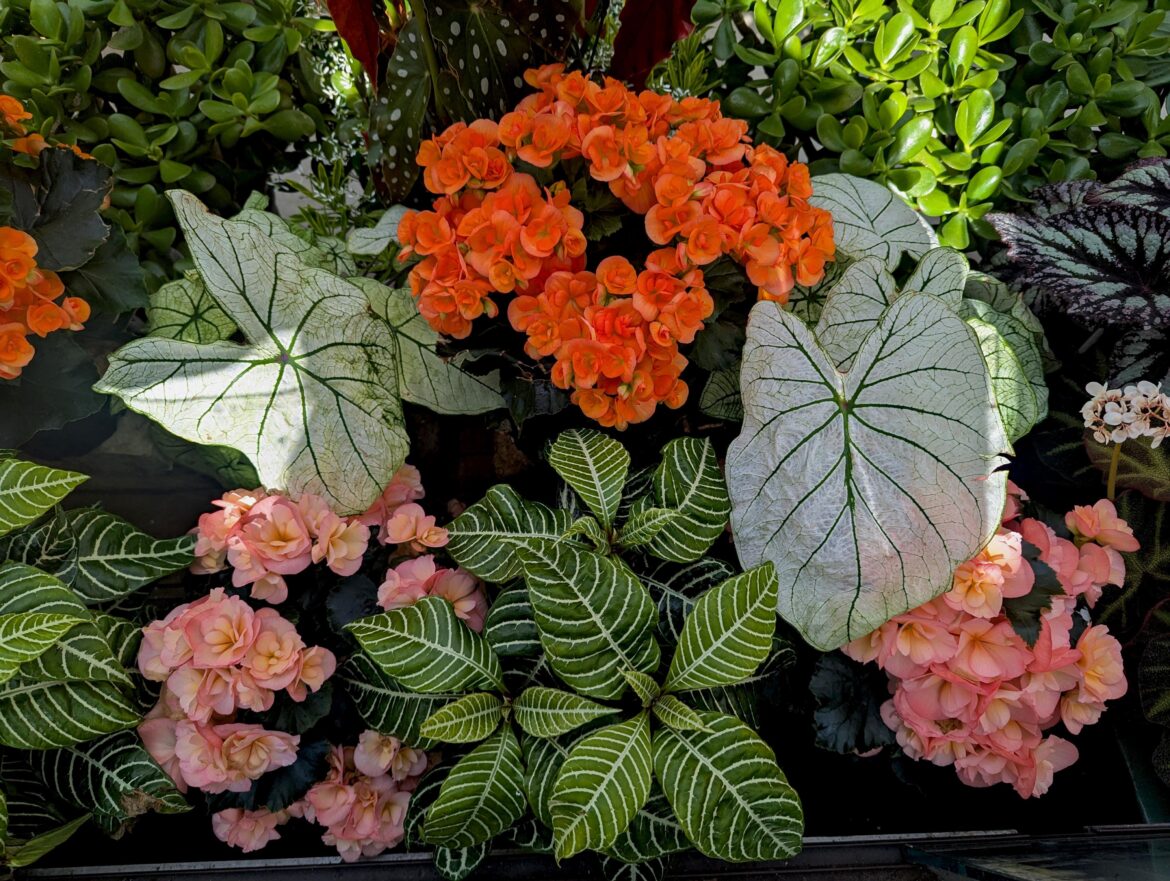 Begonias and big leaves🥰