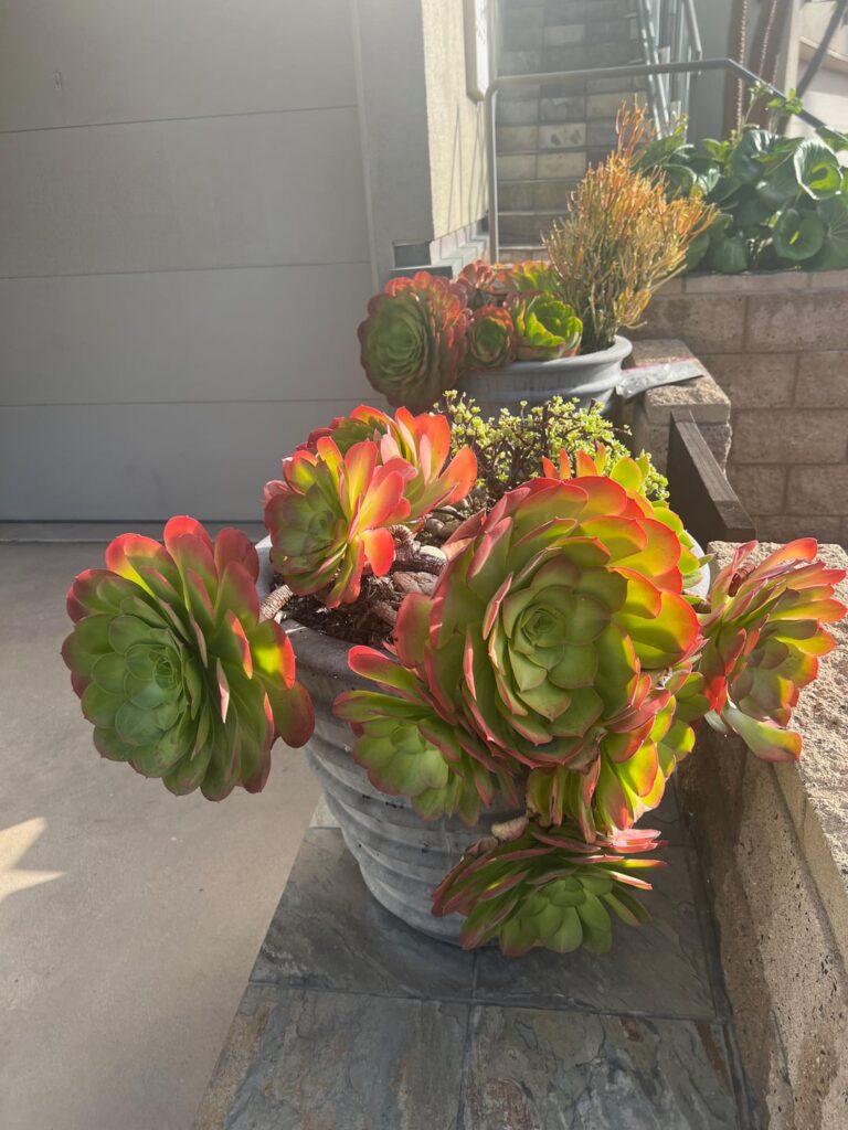 San Diego: Cheat Mode for Succulents San Diego: Cheat Mode for Succulents