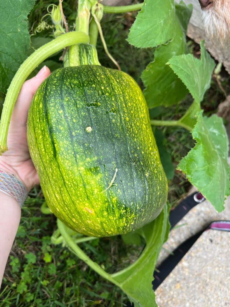 What is this vegetable that came with the house we just bought?