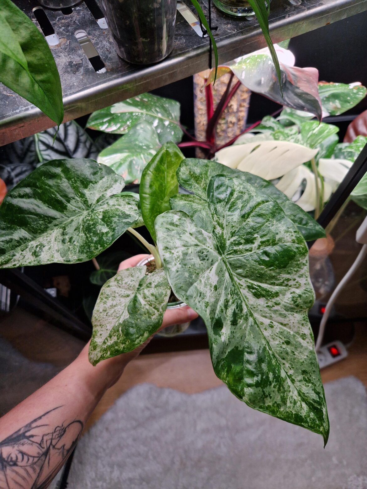 Growth over the holidays