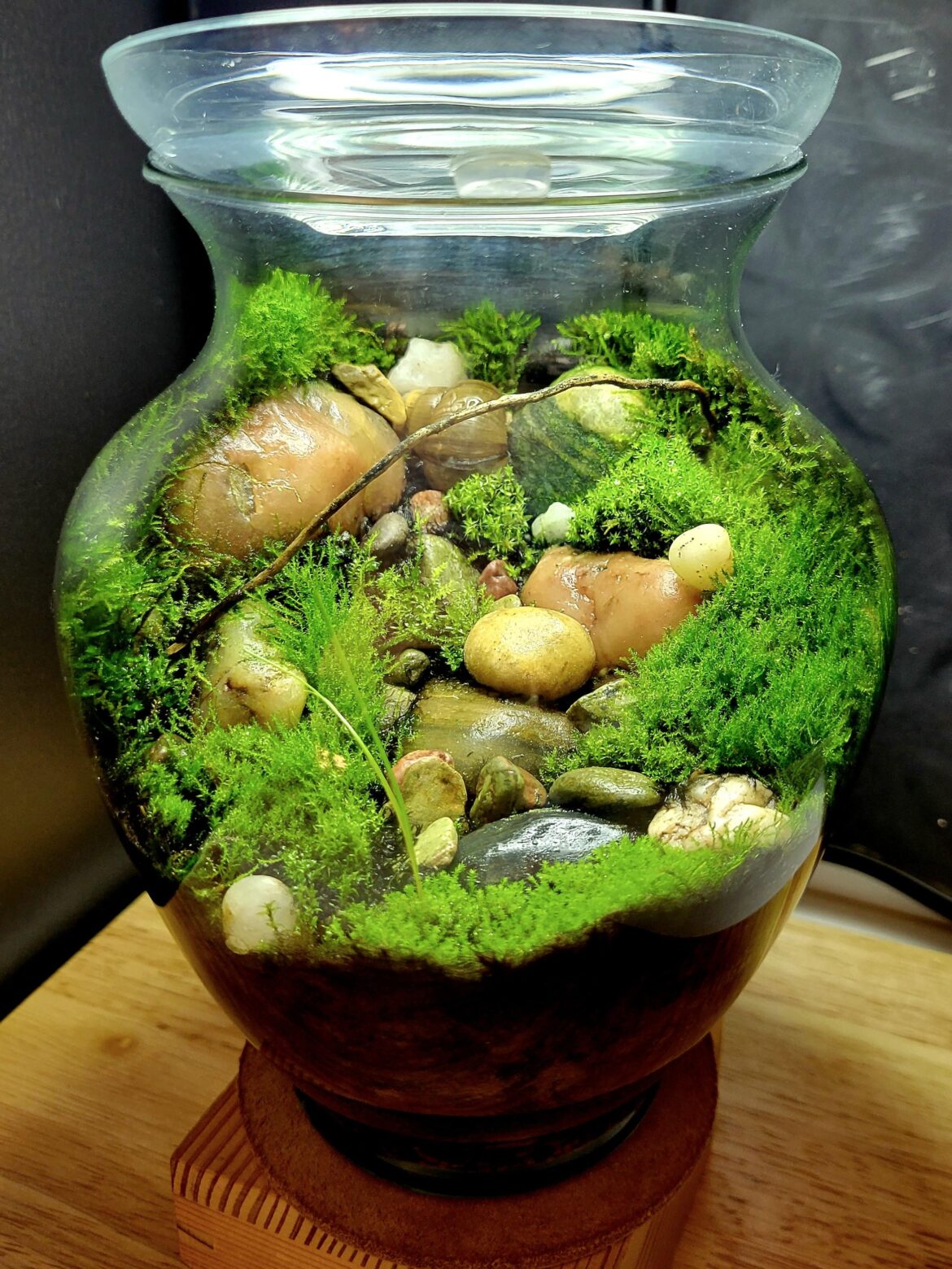 Variety of mosses