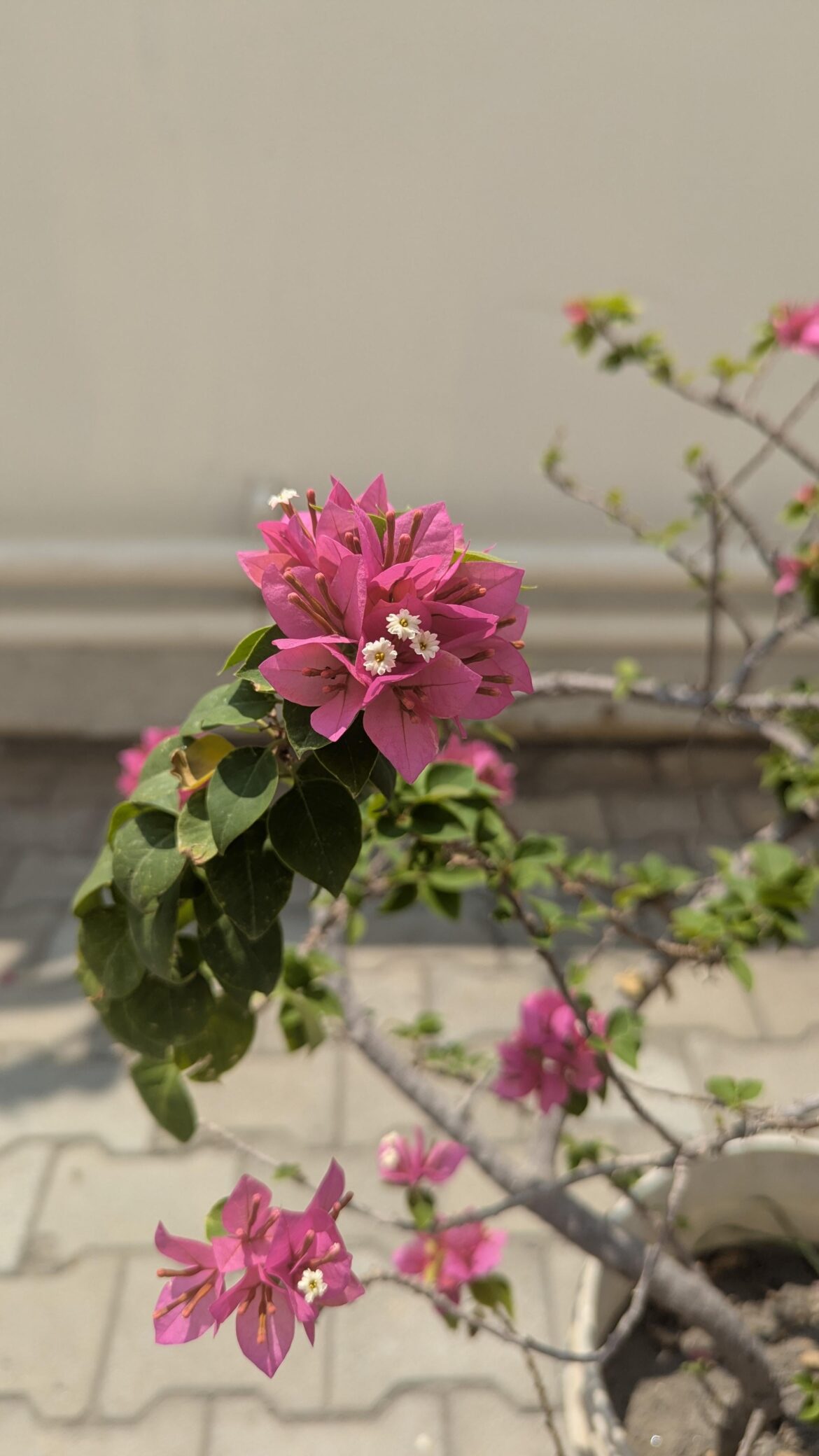 Bougainville.. is that right?