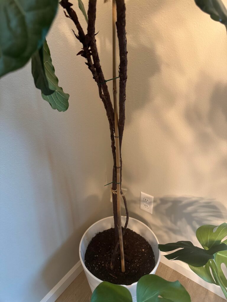 Need help - chop and prop?