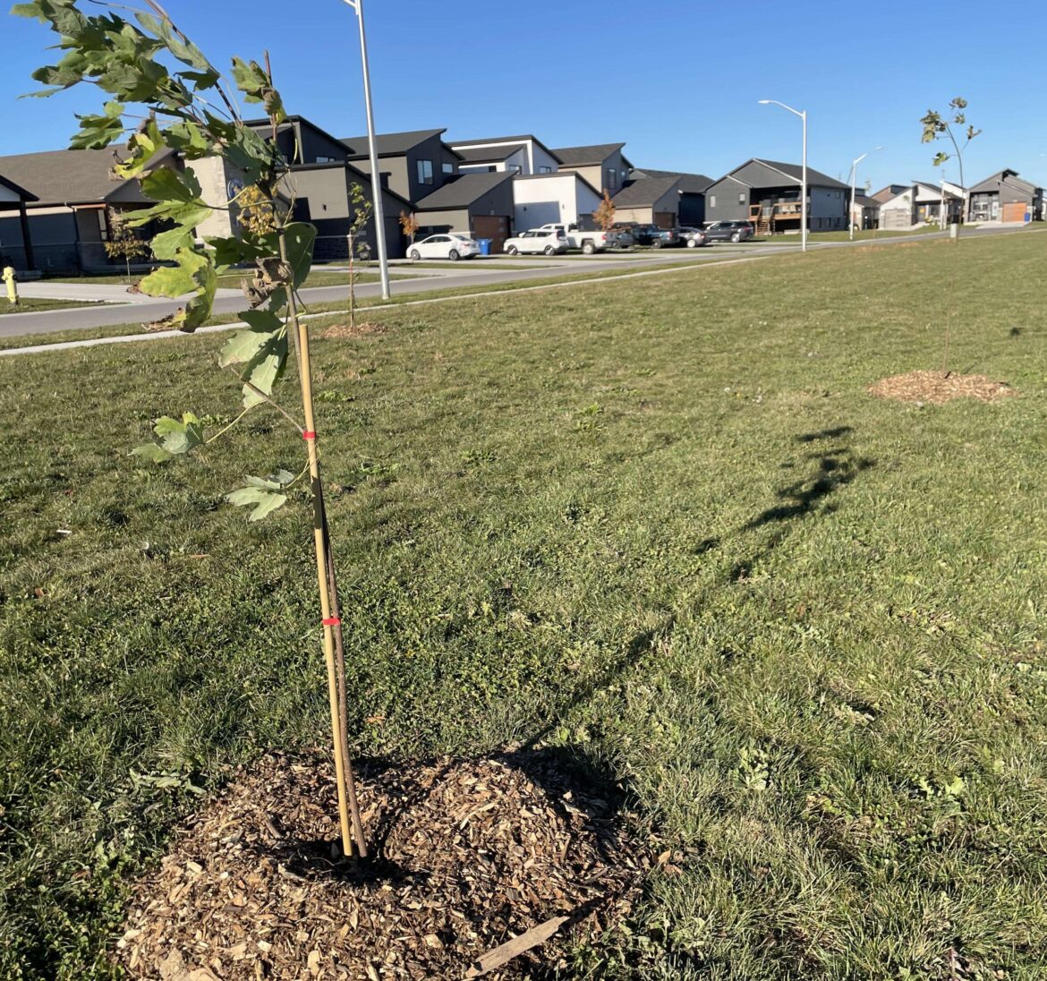 New trees beautify green spot near Bloomfield Road chatham