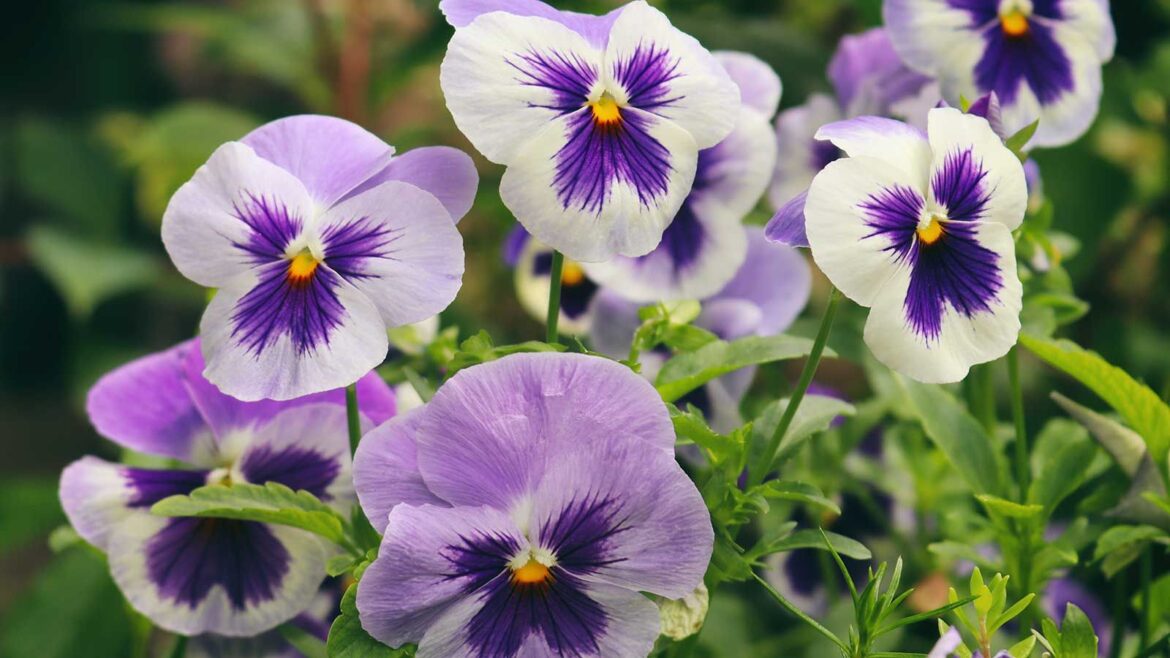 Fall container recipes: 4 plant combinations from designers purple and white pansies