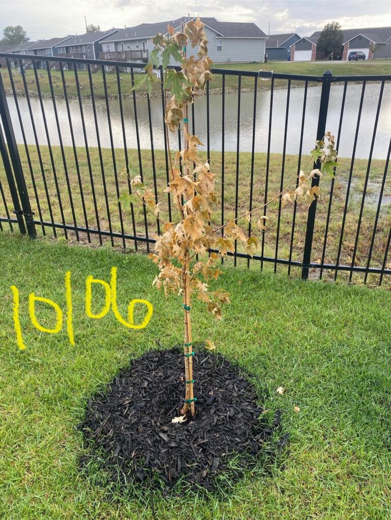 help – shantung maple not transplanting well π help - shantung maple not transplanting well π