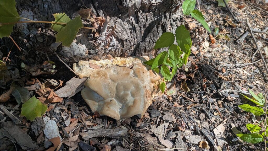 Weird mushroom or tree in trouble? Weird mushroom or tree in trouble?